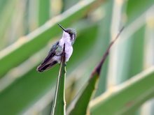 Blauschwanz-Smaragdkolibri-Weibchen