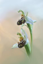 Ophrys apifera