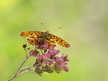 Boloria dia