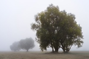 Weiden im Morgennebel