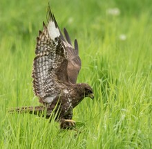 Knapp danaben ist leider auch vorbei.... Ein Jungbussard braucht viele Versuche für einen Jagderfolg