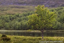 Moor-Birke (Betula pubescens)