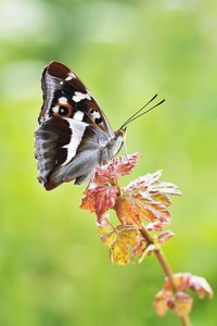 Großer Schillerfalter, Apatura iris