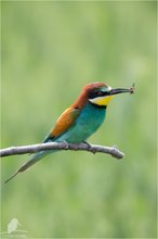 Merops apiaster - Bienenfresser