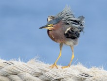 Grünreiher schüttelt sich