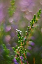 Spinnchen im Heidekraut