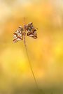 Kleine Perlmutterfalter ( Issoria Lathonia )