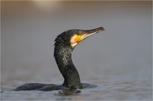 Kormoran