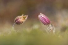 Frühlingsküchenschelle II (Pulsatilla vernalis)