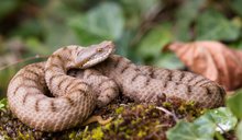 Aspisviper (Vipera a. aspis)