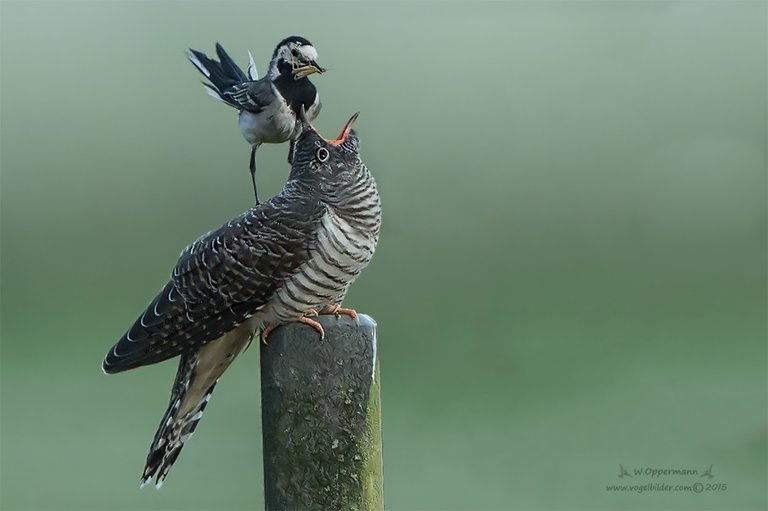 Kuckuck mit den Wirtsvogel einer Bachstelze !