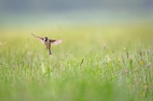 Flug über der Sommerwiese