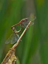 Blutrote Heidelibellen - Sympetrum sanguineum