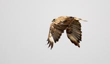 Adlerbussard ( Buteo rufinus )