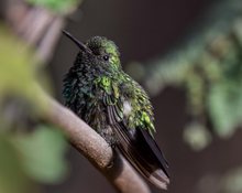 Ruhender Blauschwanz-Smaragdkolibri