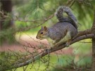 British Grey Squirrel