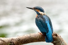 Ein Eisvogel beim herumsitzen