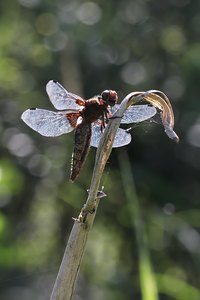 Libelle im Gegenlicht