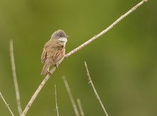 Dorngrasmücke im Grün