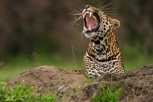 Leopard