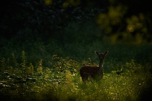 Abendstund hat Gold im Mund