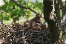 „Schwarzmilannestlinge – bald ist es soweit“