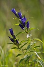 Gentiana asclepiadea