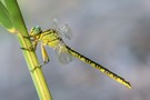 River clubtail