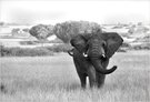 ein junger Elefant