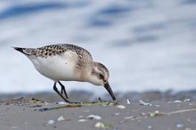 Sanderling