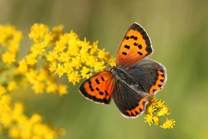 Kleiner Feuerfalter (Lycaena phlaeas)