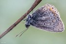 Schmetterling mit Tautropfen