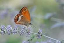 Coenonympha arcania