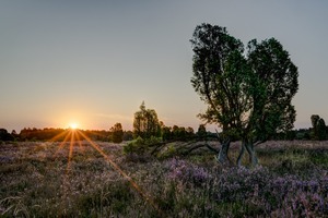 Sonnenaufgang in der Heide