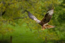 Redkite