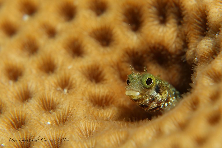 Blenny