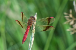In einem Moor das schon...