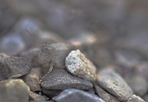 Petrophagus loriotii :-)