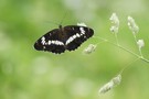 Kleiner Eisvogel, Limenitis camilla.