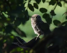 Junger Steinkauz im Morgenlicht