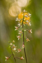 Epipactis palustris,