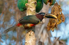 Braunohrarassari (Pteroglossus castanotis)