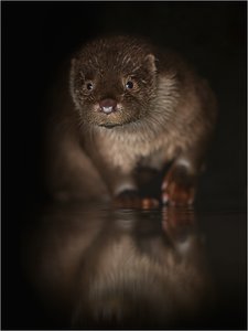 Fischotter