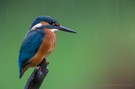 Eisvogel im Sommerregen