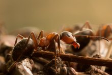 Waldameise (formica pratensis) ganz GROSS