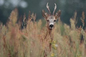 Bock im Sauerampfer