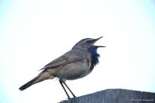 Rotsterniges Blaukehlchen