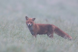Fuchsfähe im Morgendunst