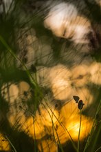 Dunkler Wiesenknopf-Ameisenbläuling