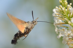 Taubenschwänzchen